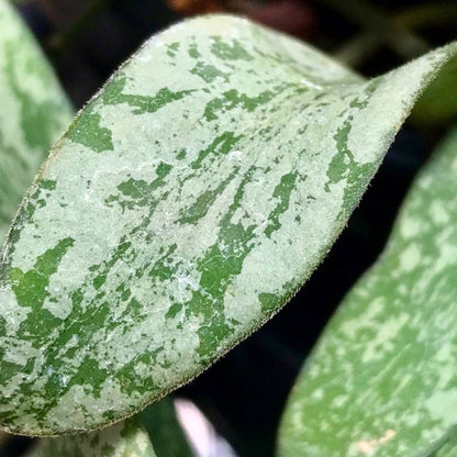 Hoya sigillatis IML 1601 H131