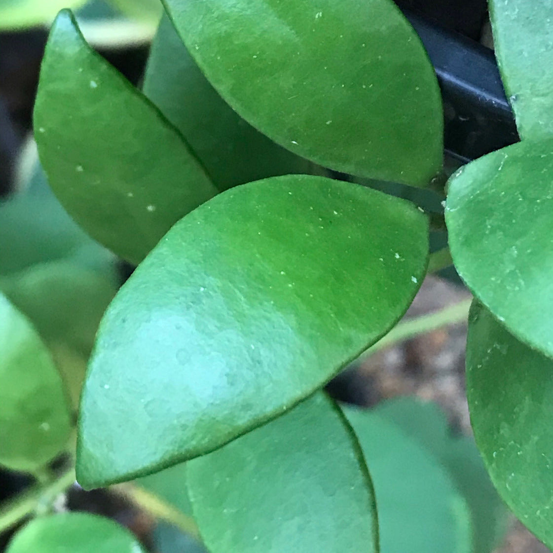 Hoya micrantha Thailand IML 1442 H243