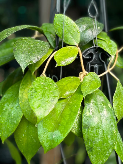 Hoya juannguoiana IML 1604 H104