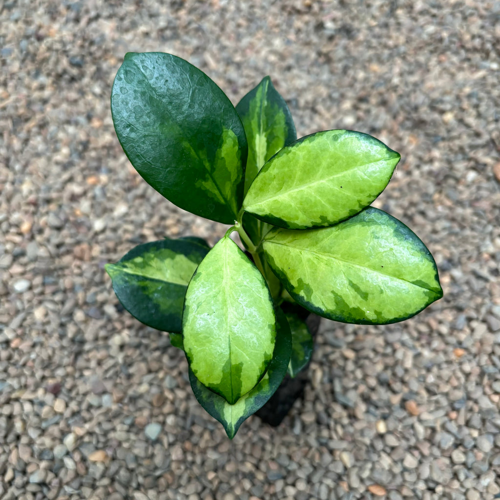 Hoya australis ssp. tenuipes 'Lisa' H288