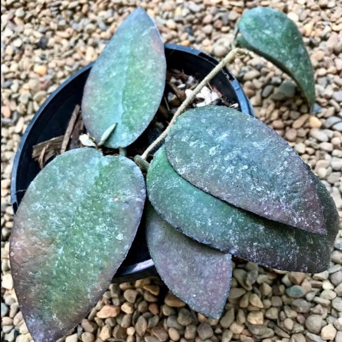 Hoya caudata Tioman Is. IML 1687 H51