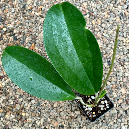Hoya pottsii Thailand IML 1336 H301