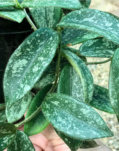 Hoya thomsonii (white) IML 1177 H260