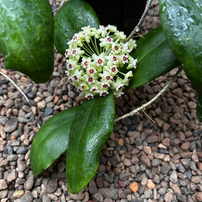 Hoya dolichosparte IML 1377 H99