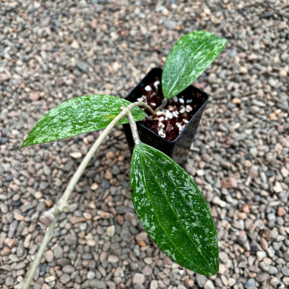 Hoya sp. Rangsan H354 – Hoya Store Australia
