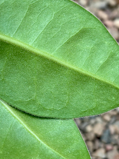 Hoya lauterbachii H1