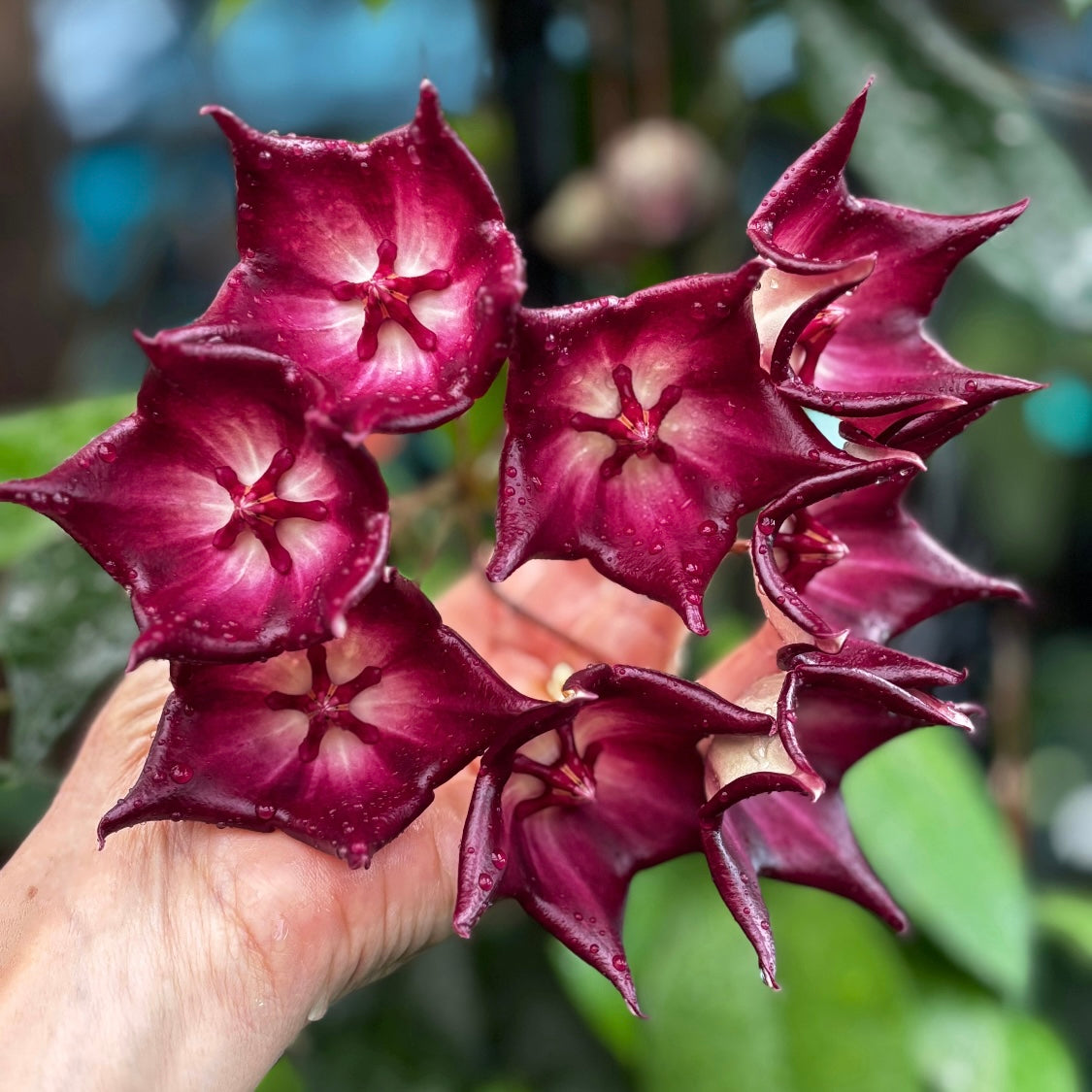 Hoya macgillivrayi H34