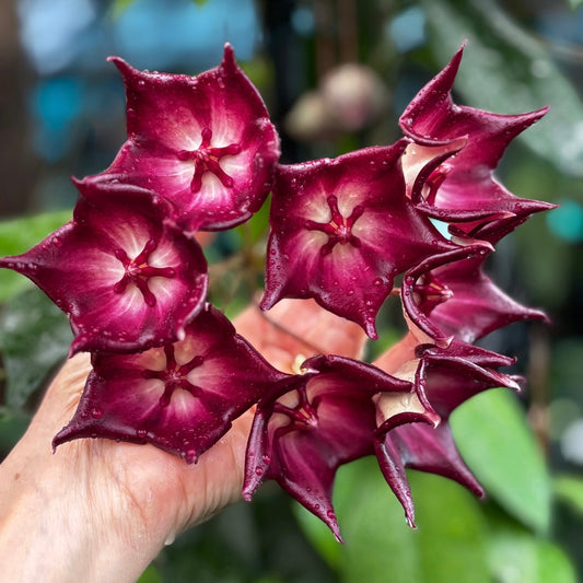 Hoya macgillivrayi H34