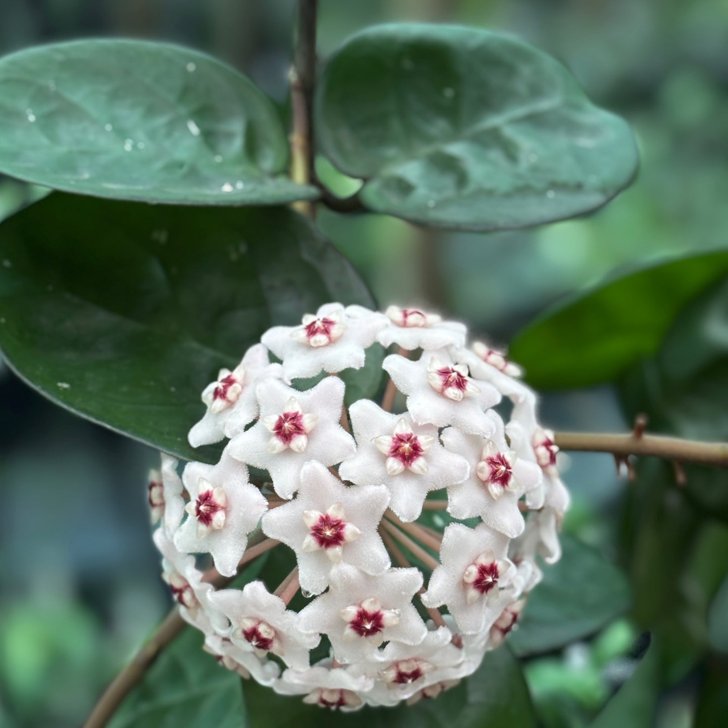 Hoya carnosa Krinkle (giant) H305