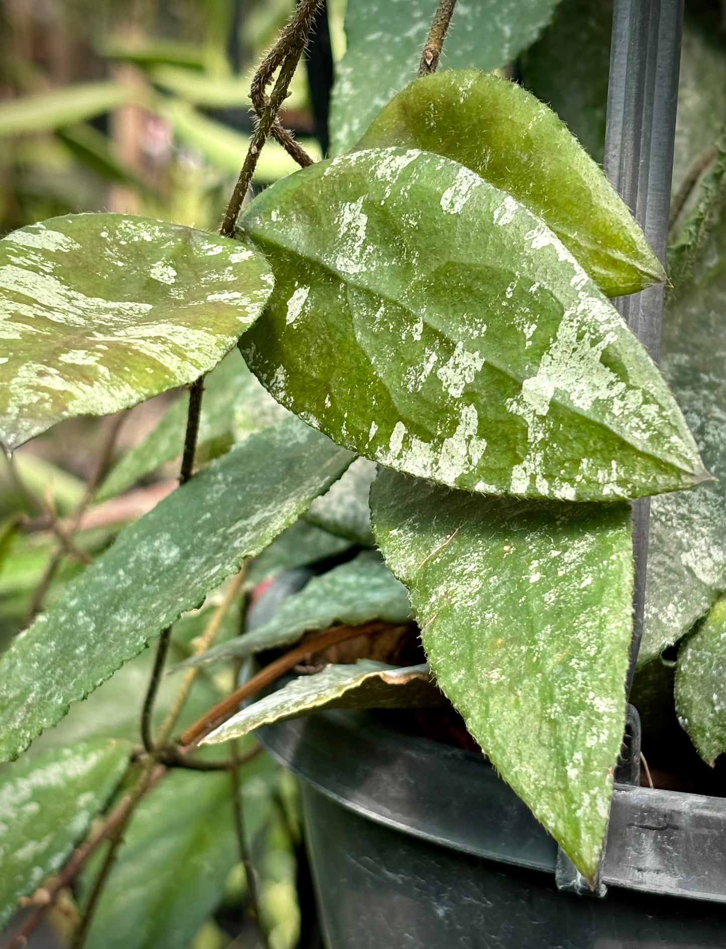 Hoya caudata v crassifolia H200