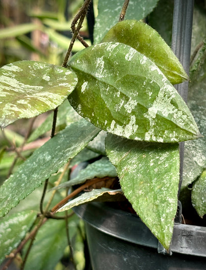 Hoya caudata v crassifolia H200