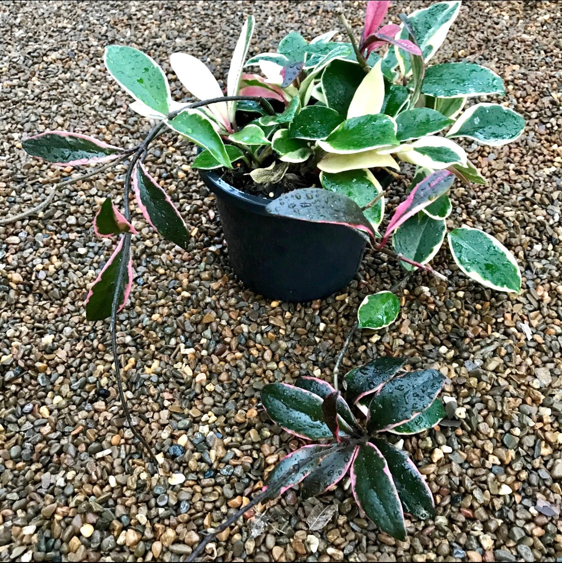 Hoya carnosa variegata 'Purple Pride' H216