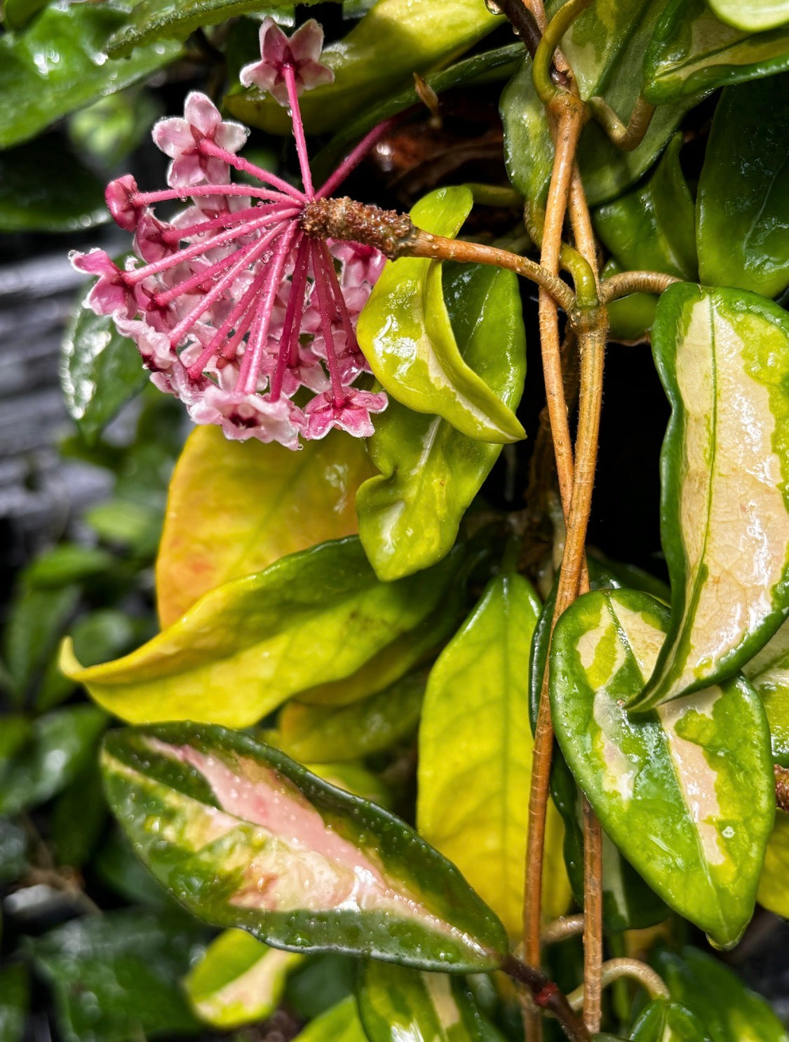 Hoya carnosa 'Krimson Princess' H9