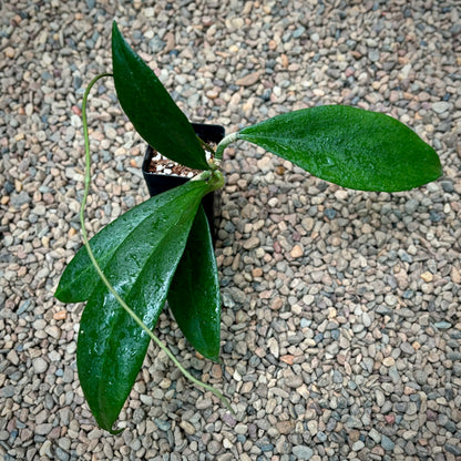 Hoya arnottiana H53