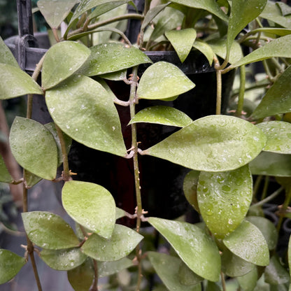 Hoya sipitangensis IML 1603 H138