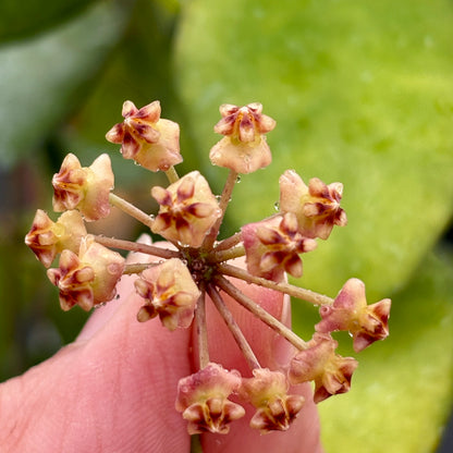Hoya myrmecopa IML 1375 H280