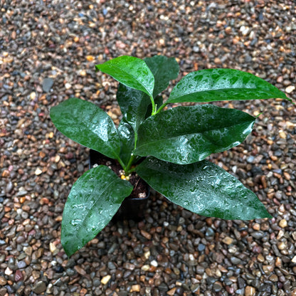 Hoya multiflora H16