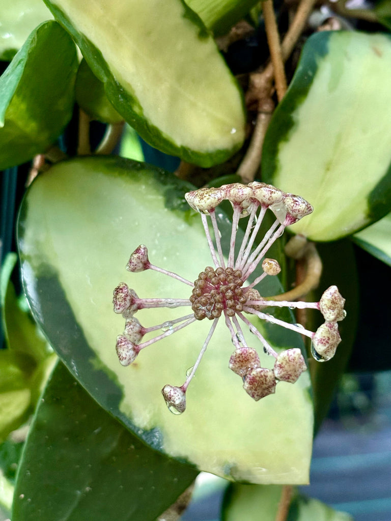 Hoya verticillata variegata IML 1578 H92