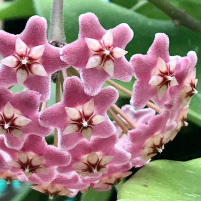 Hoya pubicalyx 'Pink-Silver' IML 0183 H76