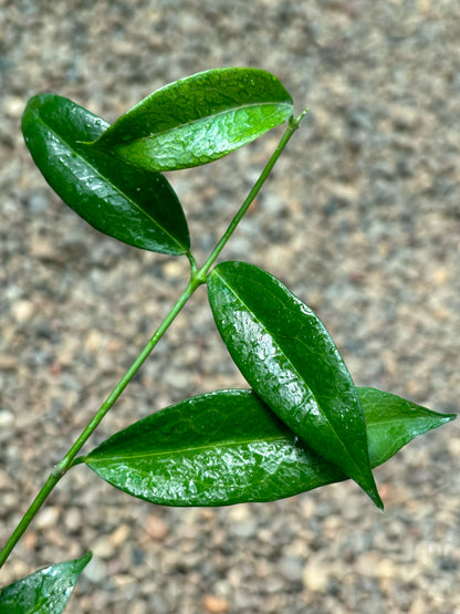 Hoya globulifera H212