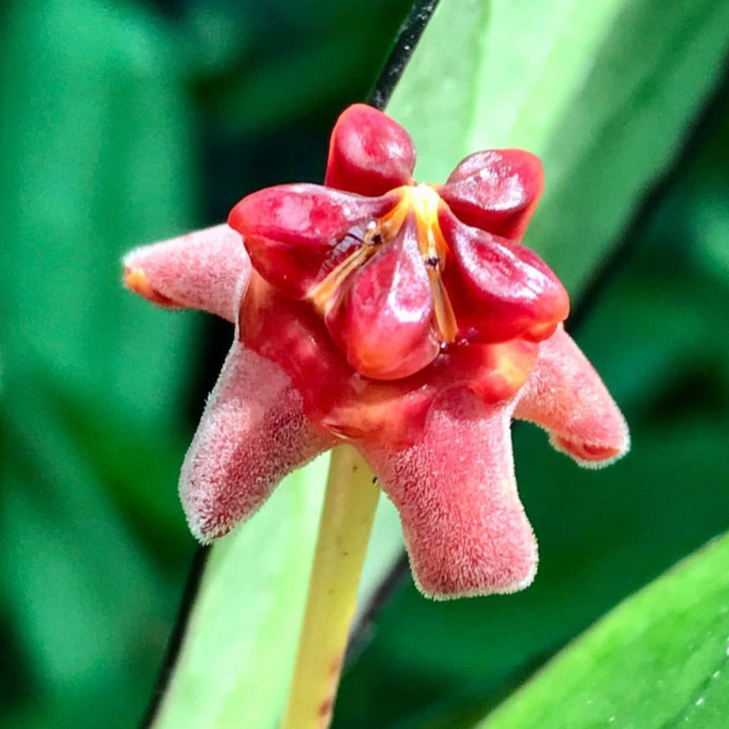 Hoya lobbii 'red' IML 1161 H244