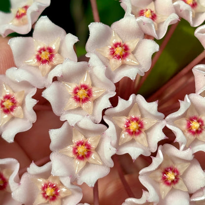 Hoya pubicalyx X fungii H363
