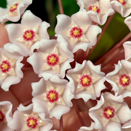 Hoya pubicalyx X fungii H363