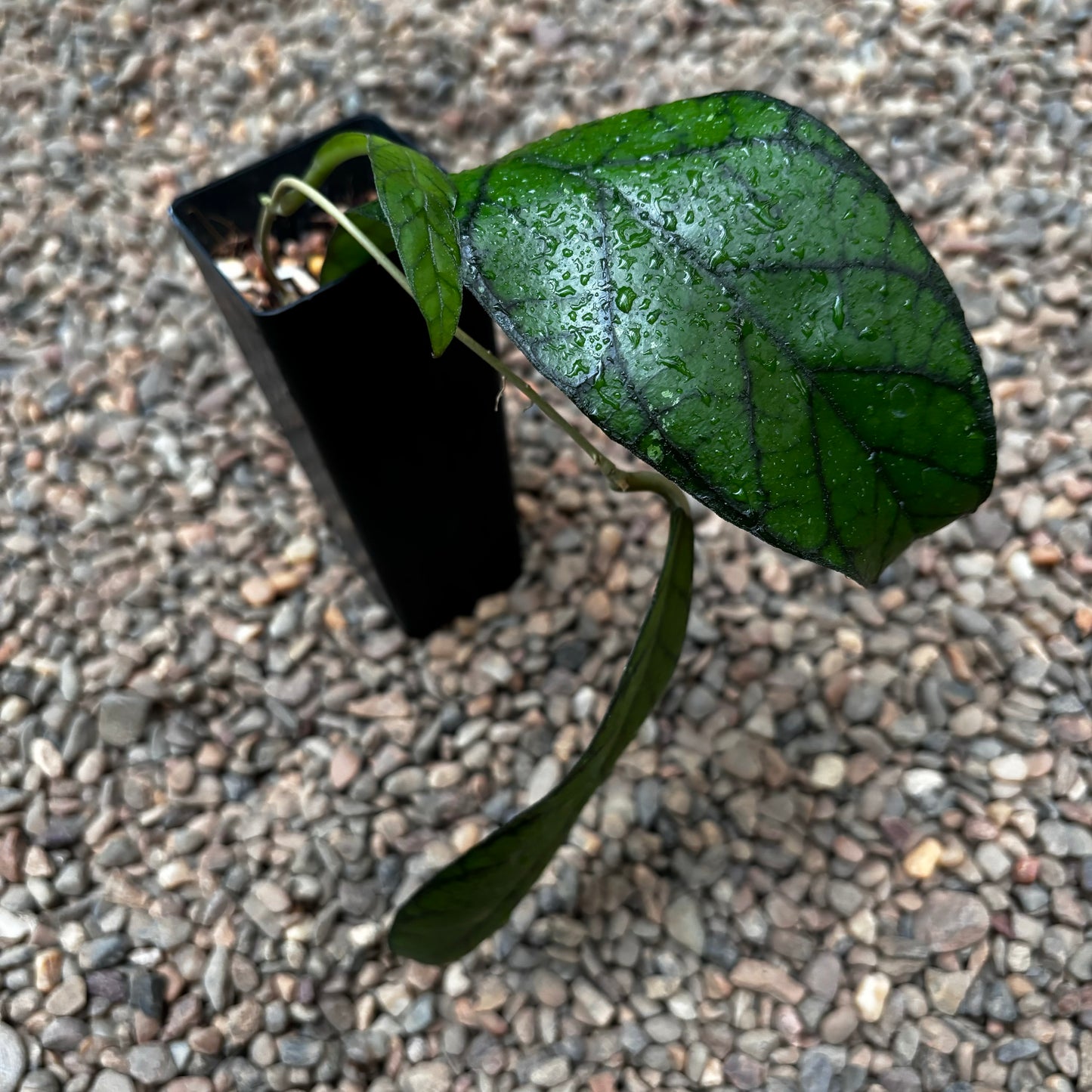 Hoya sp. Abas Sabah IML 1761 H368