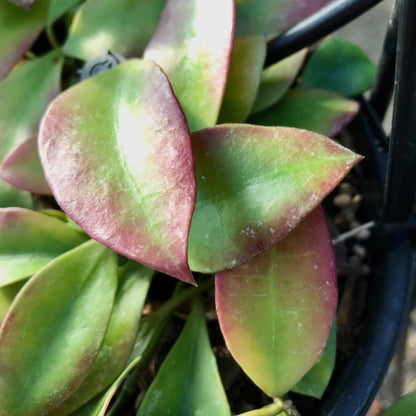 Hoya walliniana H30