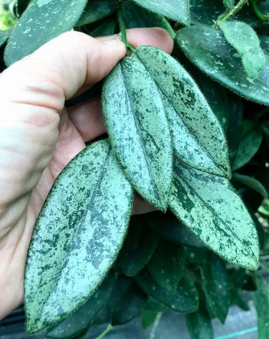 Hoya thomsonii (white) IML 1177 H260