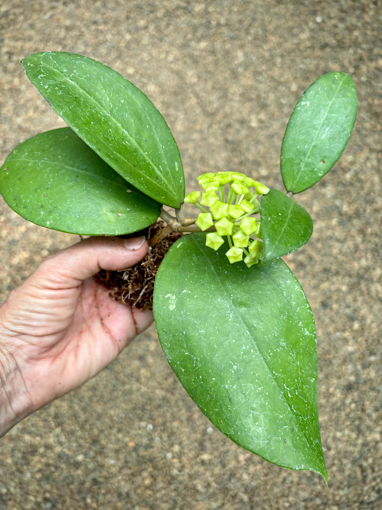 Hoya verticillata green H208