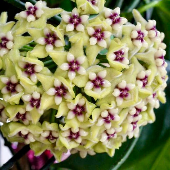 Hoya coriacea (silver) H454