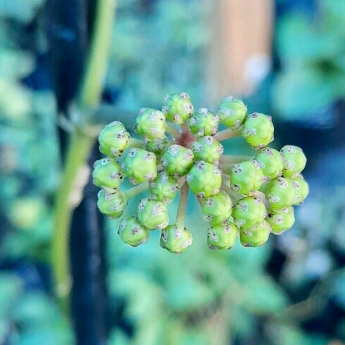 Hoya pottsii Thailand IML 1336 H301