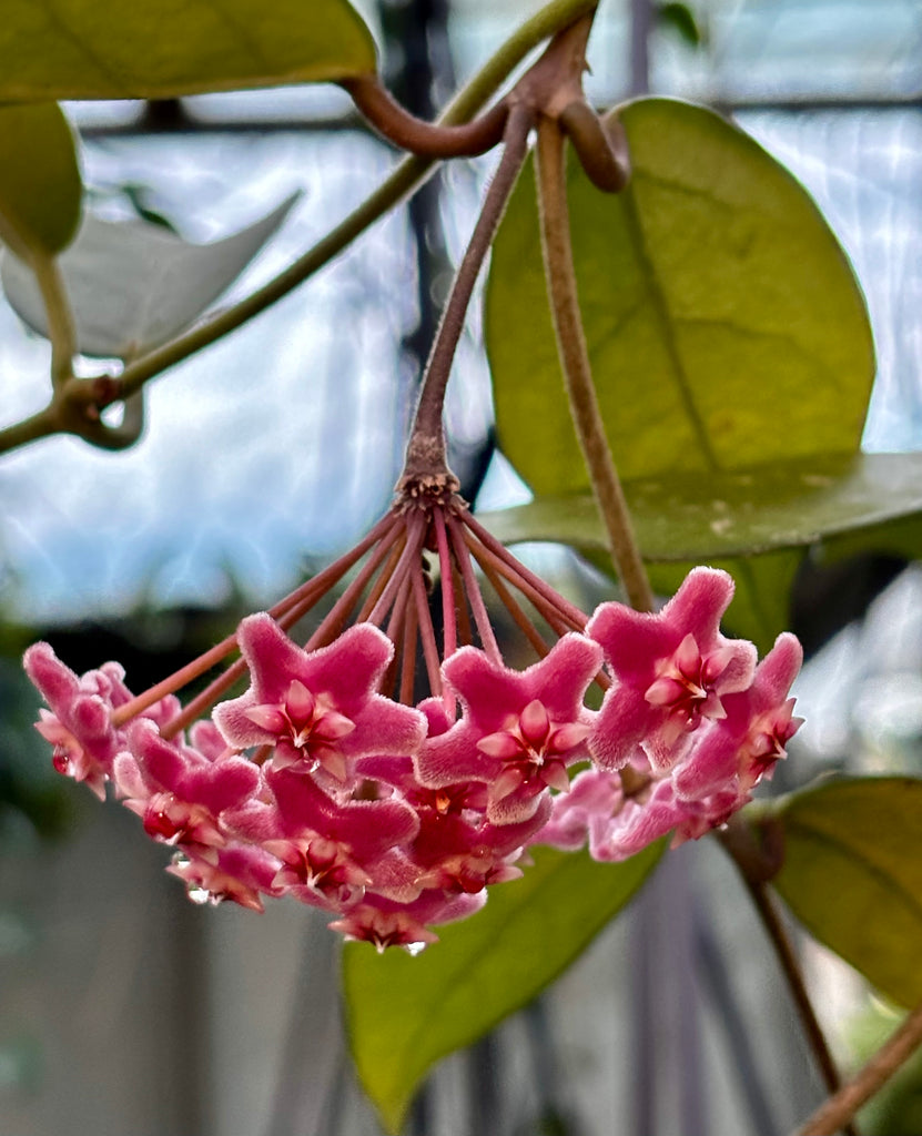 Hoya carnosa 'Green Exotica' H179