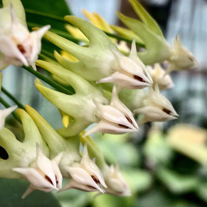 Hoya multiflora H16