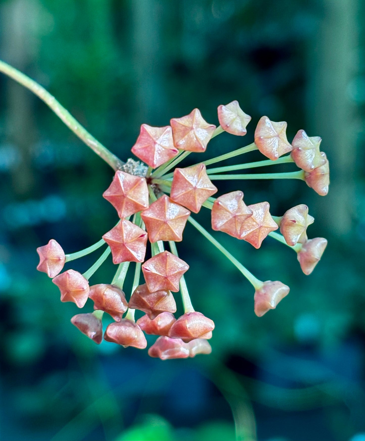 Hoya valmayoriana IML 0831 H87