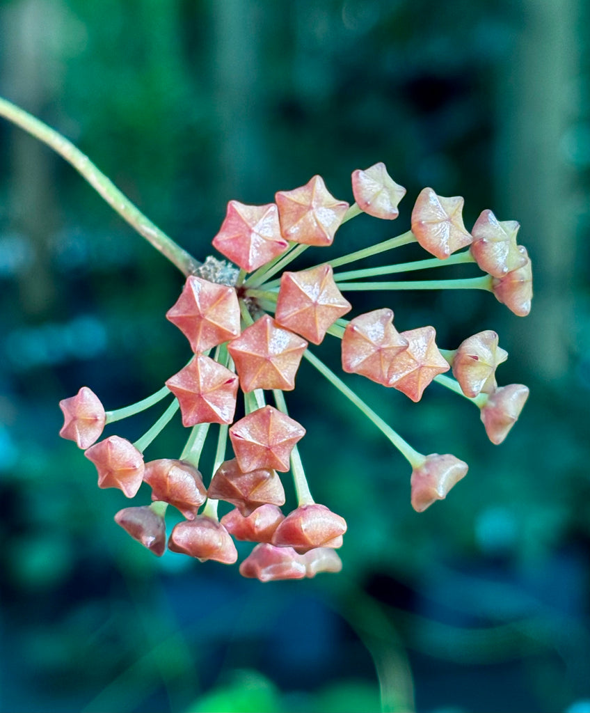 Hoya valmayoriana IML 0831 H87