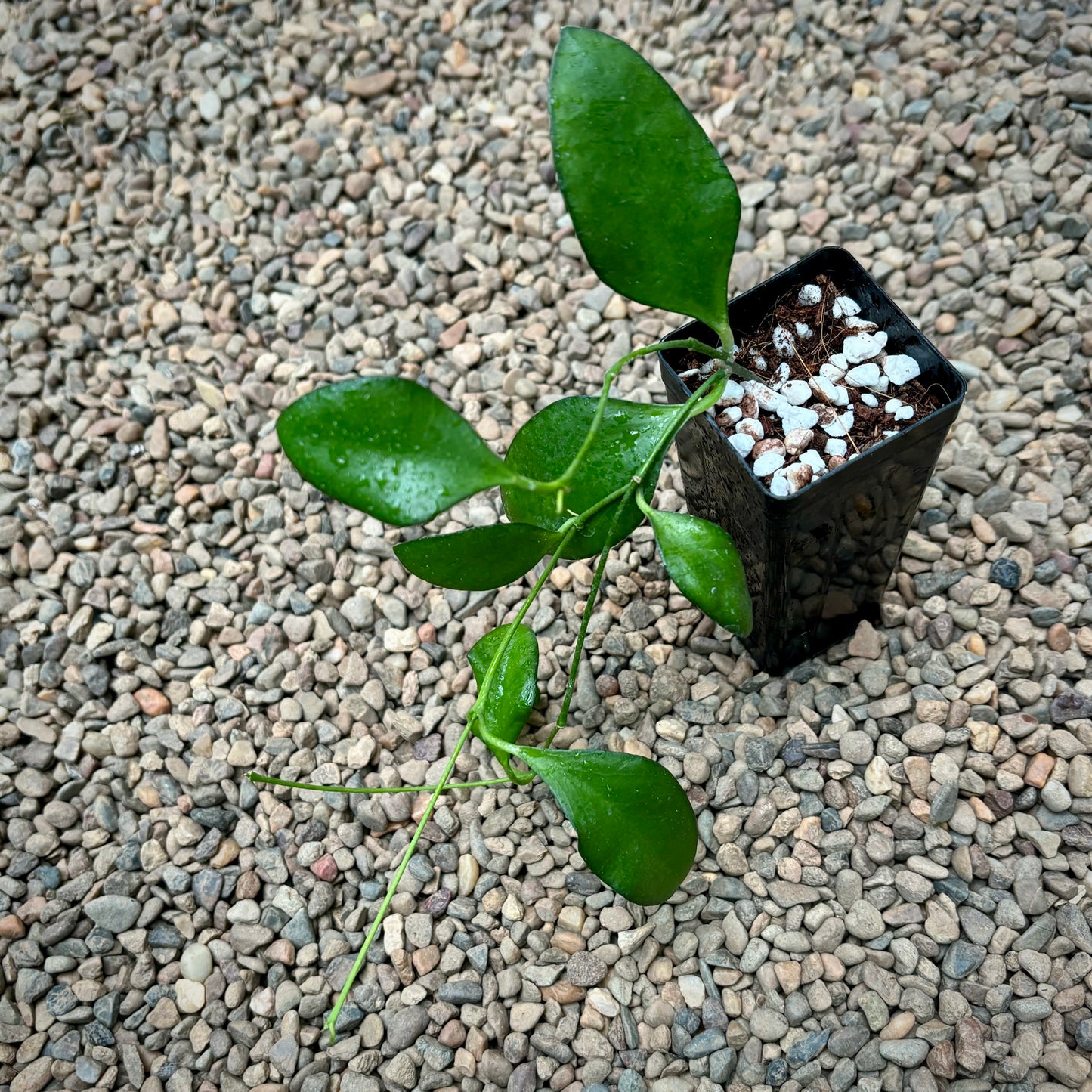 Hoya myrmecopa IML 1375 H280
