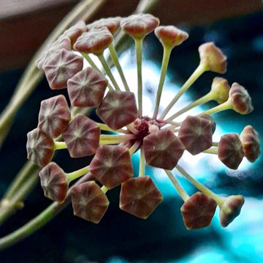 Hoya juannguoiana IML 1604 H104