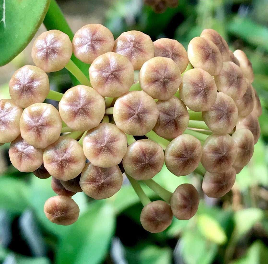Hoya subquintuplinervis IML 1701 H84