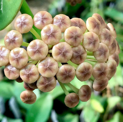 Hoya subquintuplinervis IML 1701 H84