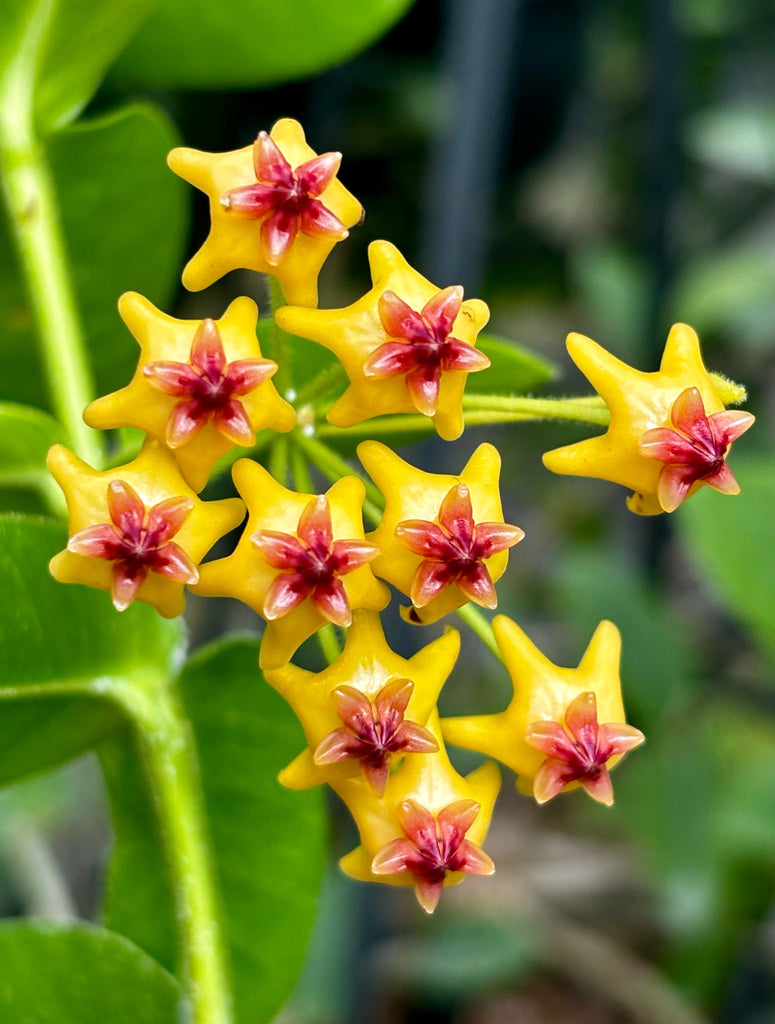 Hoya densifolia H203