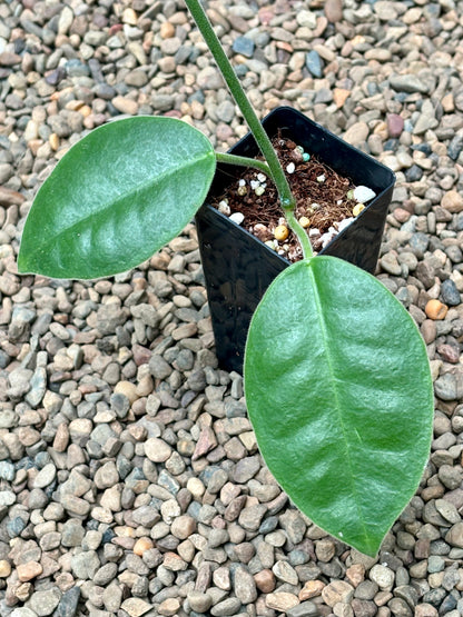 Hoya lauterbachii H1