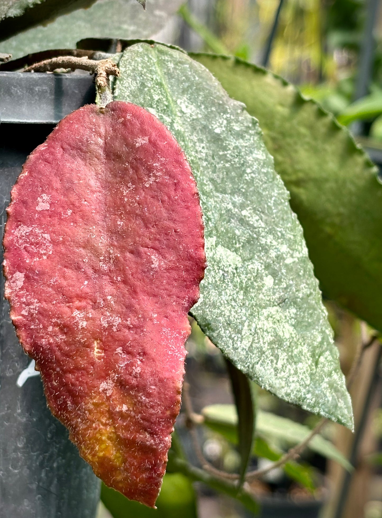 Hoya caudata v crassifolia H200