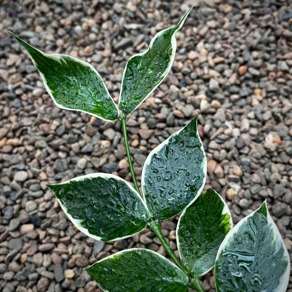 Hoya polyneura albomarginata H476