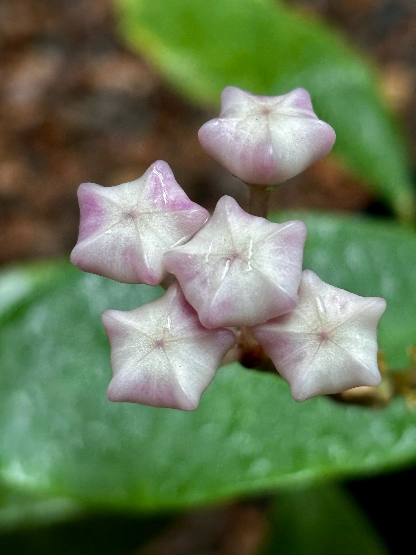 Hoya 'Patricia' H396