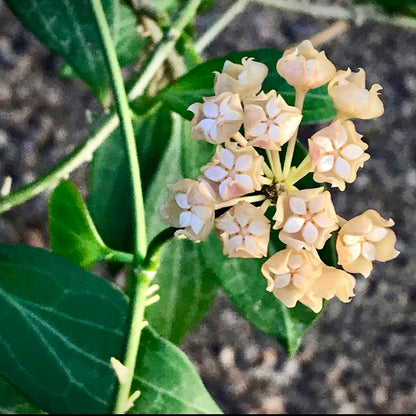 Hoya chunii (chuniana) H150