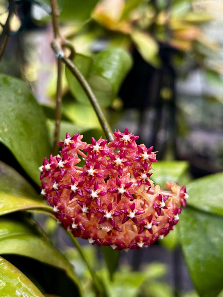 Hoya mindorensis ssp. Superba  IML 0768 H169