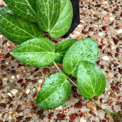 Hoya fitchii IML 1683 H234