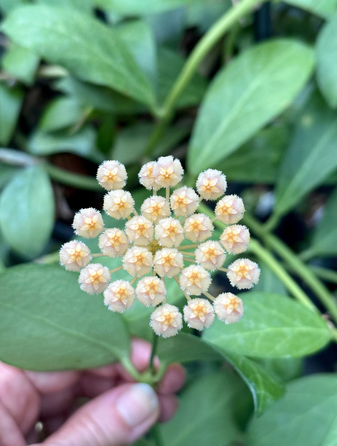 Hoya obscura H15